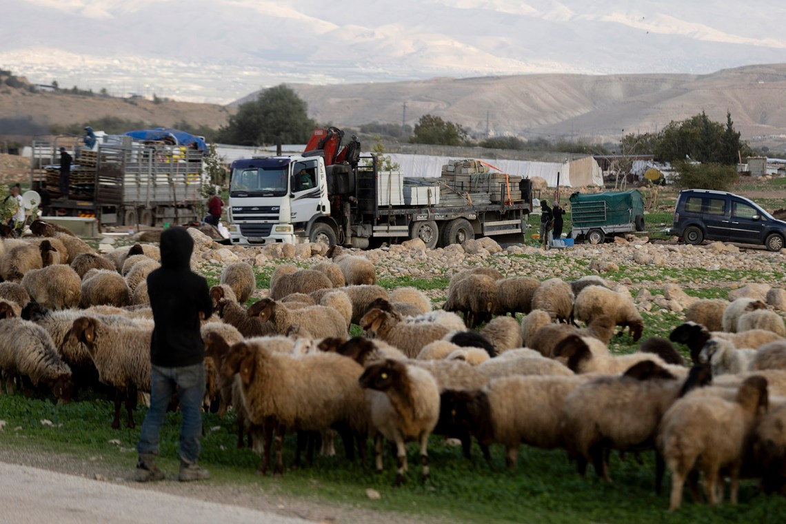 A Jewish settler with his sheep watching Palestinians dismantle their houses near their village of Ras al-‘Ain, West Bank